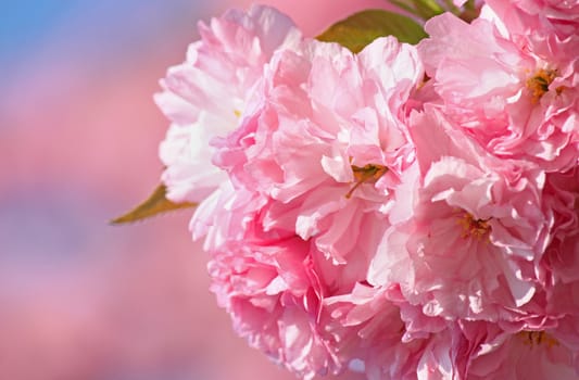 close up of pink japanese cherry blossom