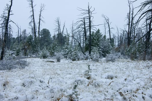 Landscape wood in snow