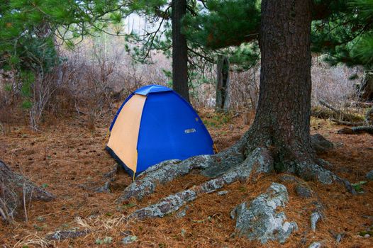 Tourist tent under conifers in wood