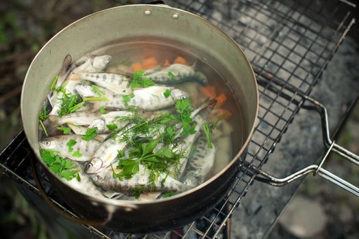 preparing a soup of fish (the young of pink salmon, which stay to live in the rivers, after hatching from caviar)