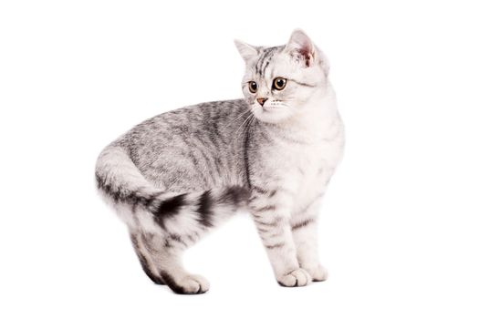 Portrait of a scottish straight Cat on a white background. Studio shot.