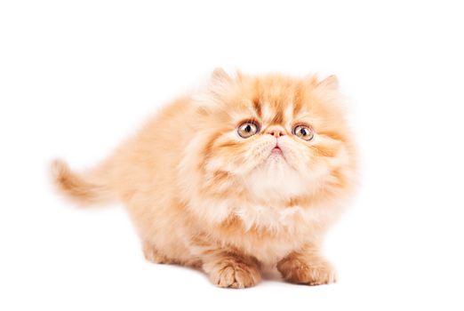 Portrait of  playing persian cat on a brown background. Studio shot.