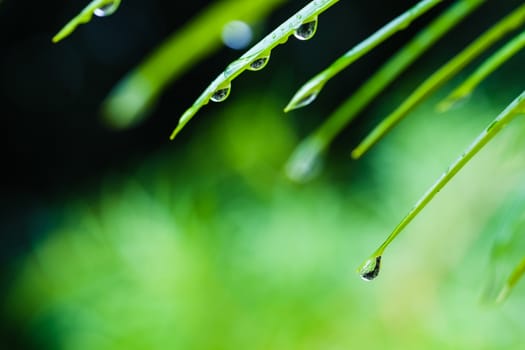 drops of water on green leaf in raining day