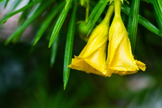 yellow flower with drops of water on leaf and green leaf on background