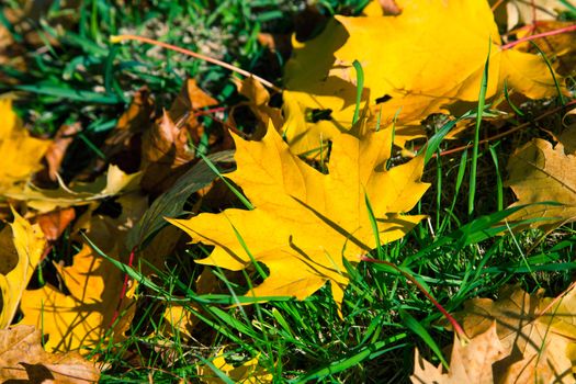 Autumn leaf on green grass