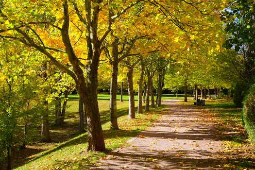 Pedestrian walkway for exercise lined up with beautiful tall trees, in autumn team
