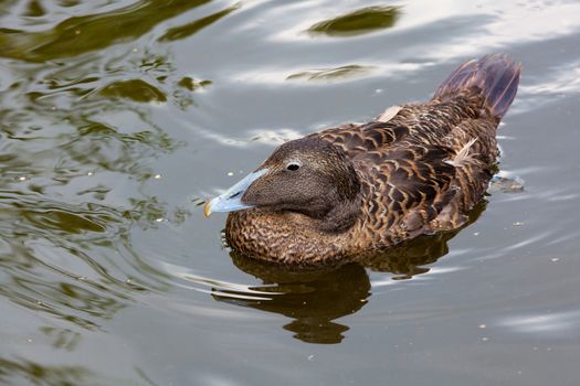 duck on the lake