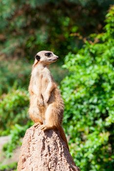 Meerkat suricata watching predators