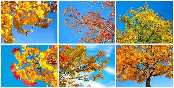 autumn tree on blue sky. set