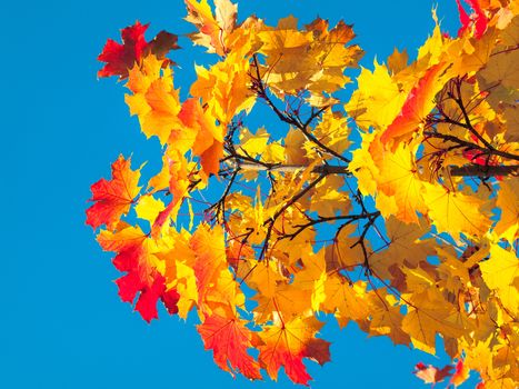 autumn tree on blue sky