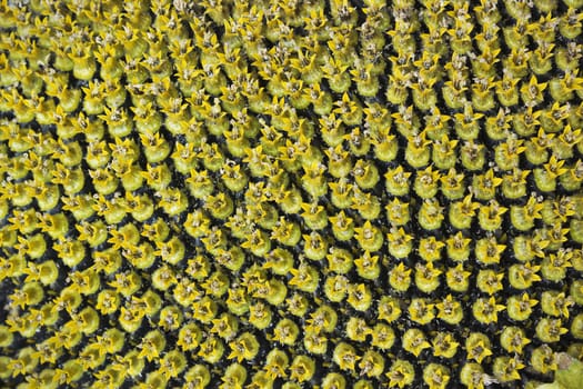 The surface large flower of sunflower as background