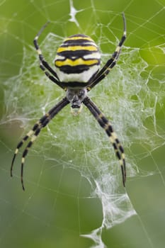 Spider-Wasp hangs on the web upside down