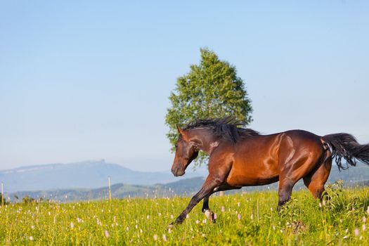 Arab racer runs on a green summer meadow