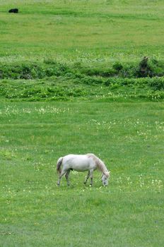 White horse eating grass in the highland of Tibet