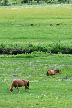 Horses eating grass in the highland of Tibet