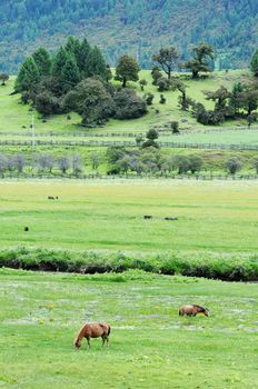 Horses eating grass in the highland of Tibet