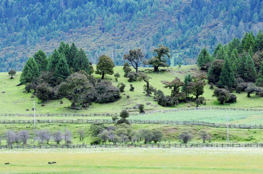 Landscape of mountains and grassland in Tibet in the summer