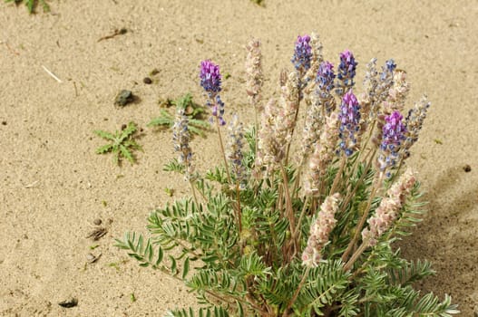 Landscape of wild flowers in the deserts