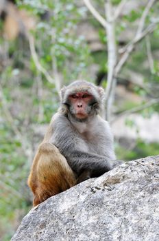 Tibetan monkey single on the rock by the roadside