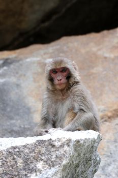 Tibetan monkey single on the rock by the roadside