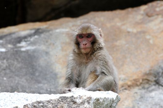Tibetan monkey single on the rock by the roadside