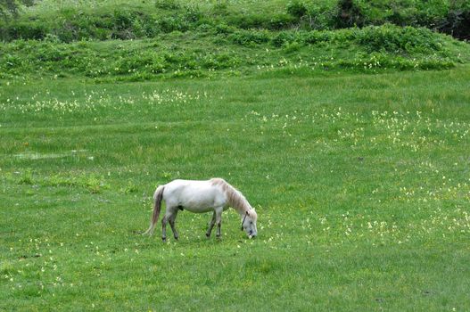 White horse eating grass in the highland of Tibet