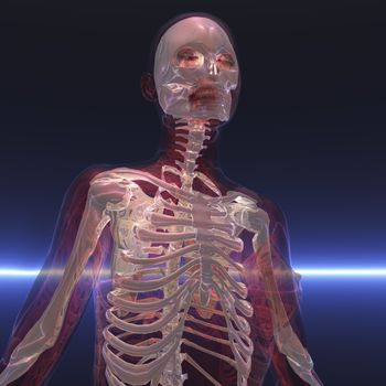 Digital Illustration of a Skeleton