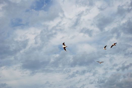 Gulls flying against an ominous cloudy sky