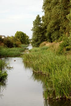 Still stream lined with reeds on an overcast day