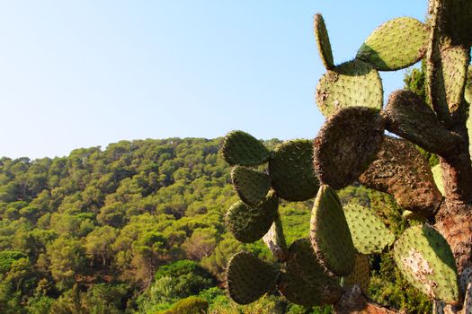 Landscape with cactus in Tenerife, Canary Islands, Spain