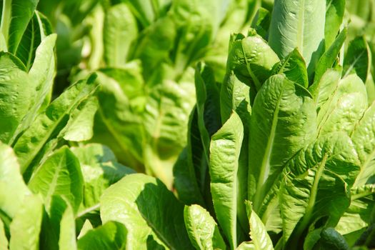 Green lettuce on a garden bed close up