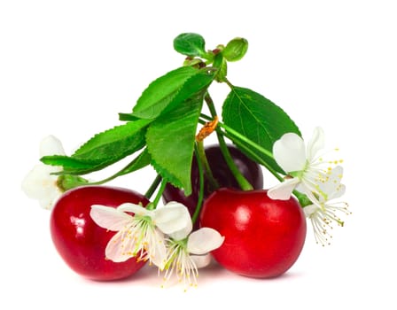 Cherry with leafs and flowers isolated on white background