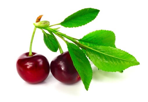 Cherry with leafs isolated on white background