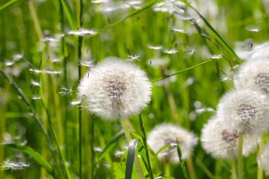 Spring dandelions and green grass macro close up