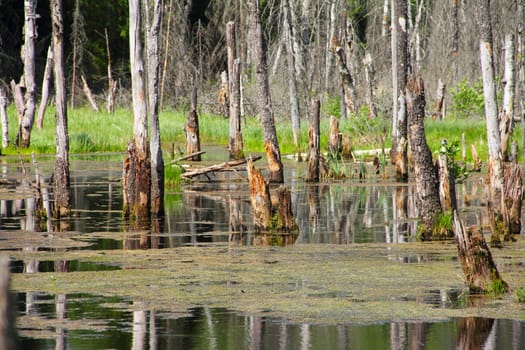 Beautiful swamp in forest at sunny day