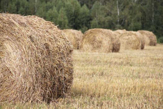 Haystacks in wheat field after harvest near forest