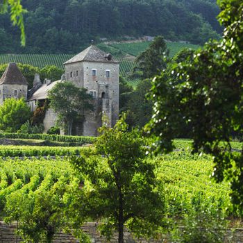 View of the vineyards in Gevrey Chambertin, France