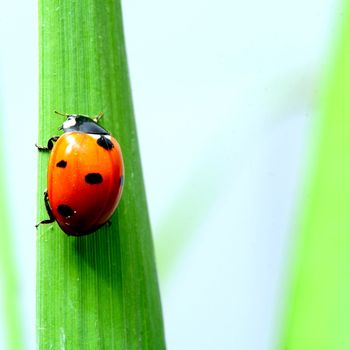ladybug on grass isolated on white