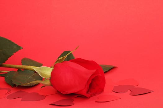 Beautiful rose and small hearts on red background