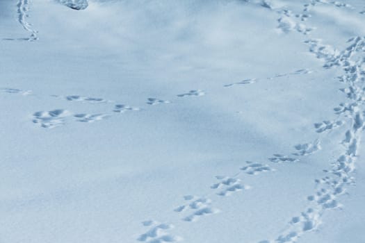 animal traces on fresh clean white snow