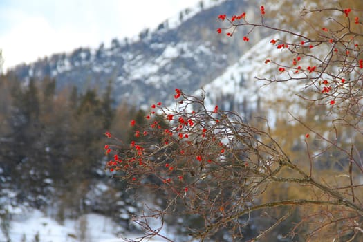 Forest in Hight mountains beautiful winter panorama