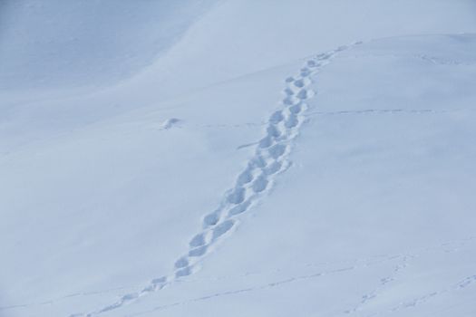 Fresh animal traces on snow in winter mountains