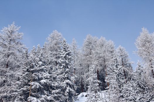 Winter forest in mountains with snowy firs