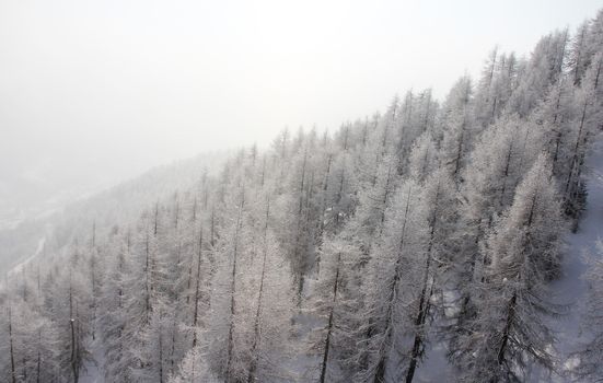 Winter forest in mountains with snowy firs