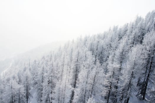 Mountain forest of fir trees covered with frost in winter