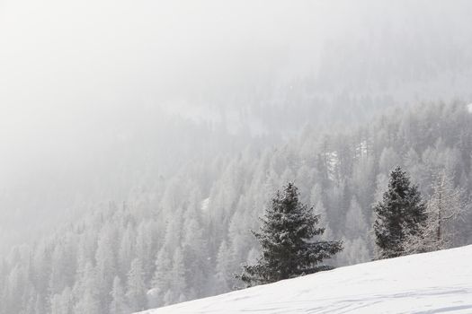 Winter forest in mountains with snowy firs