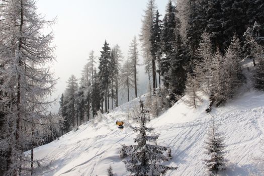 Winter forest in mountains with snowy firs