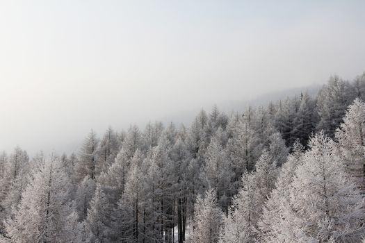 Winter snowy mountain forest top view