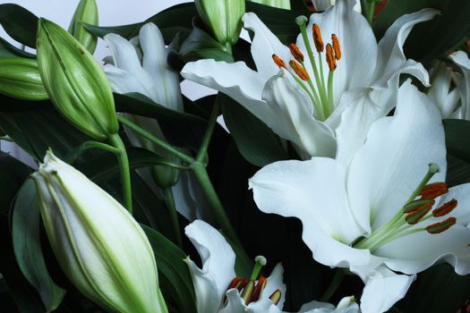 Beautiful fresh lily bouquet macro close up