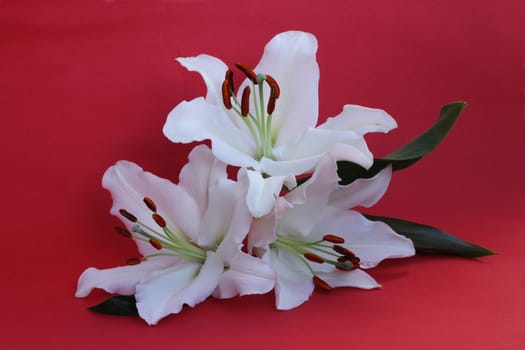 Three lily flowers macro isolated on red